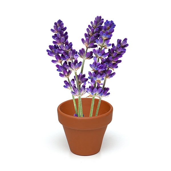 Q059 Terracotta Flower Pot