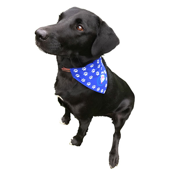 P055 Dog Bandana